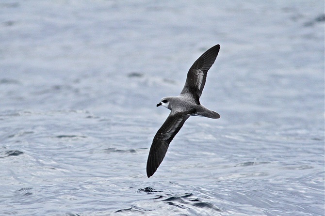 desertas-petrel-1.jpg